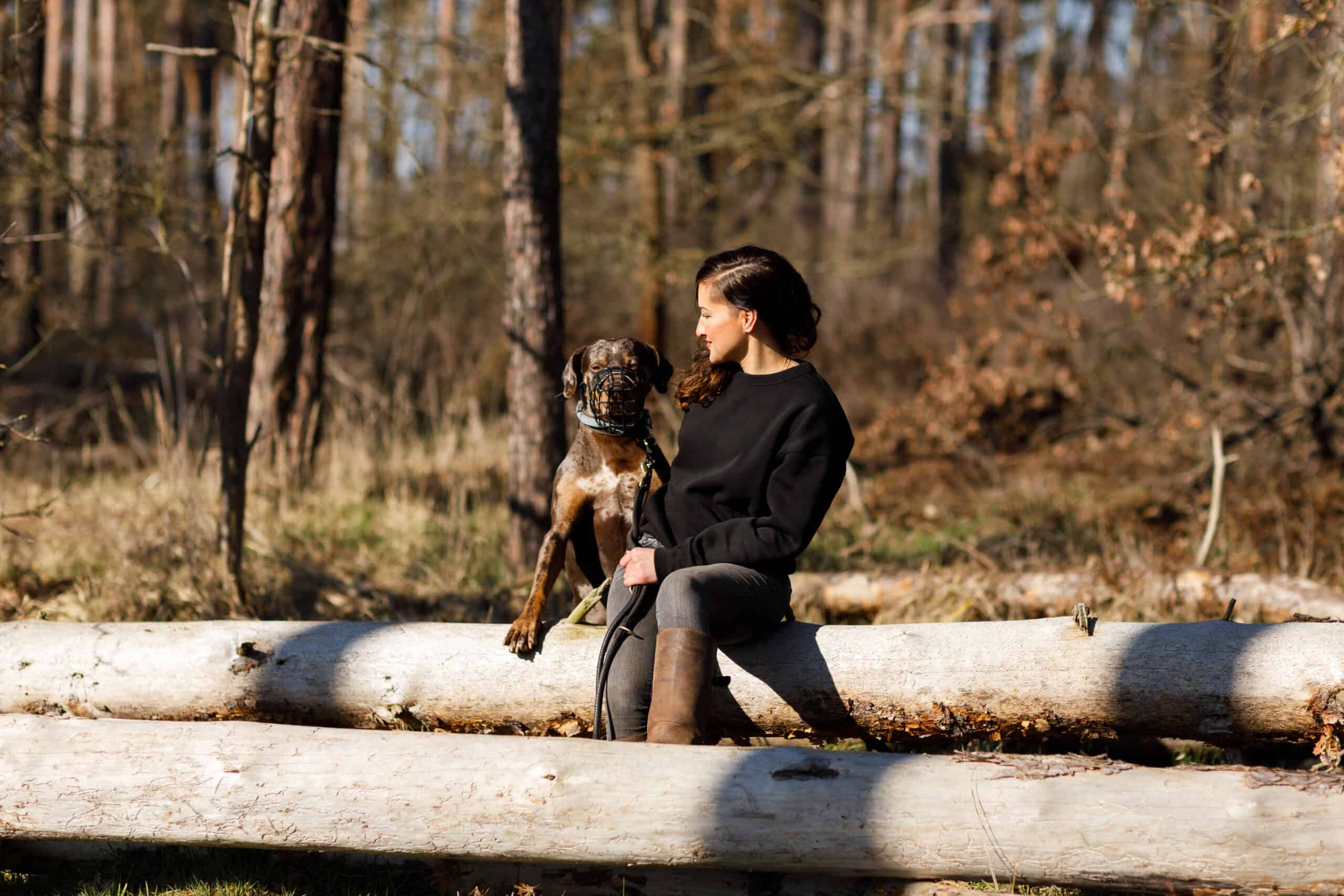 Hund zu einem entspannten Begleiter zu entwickeln