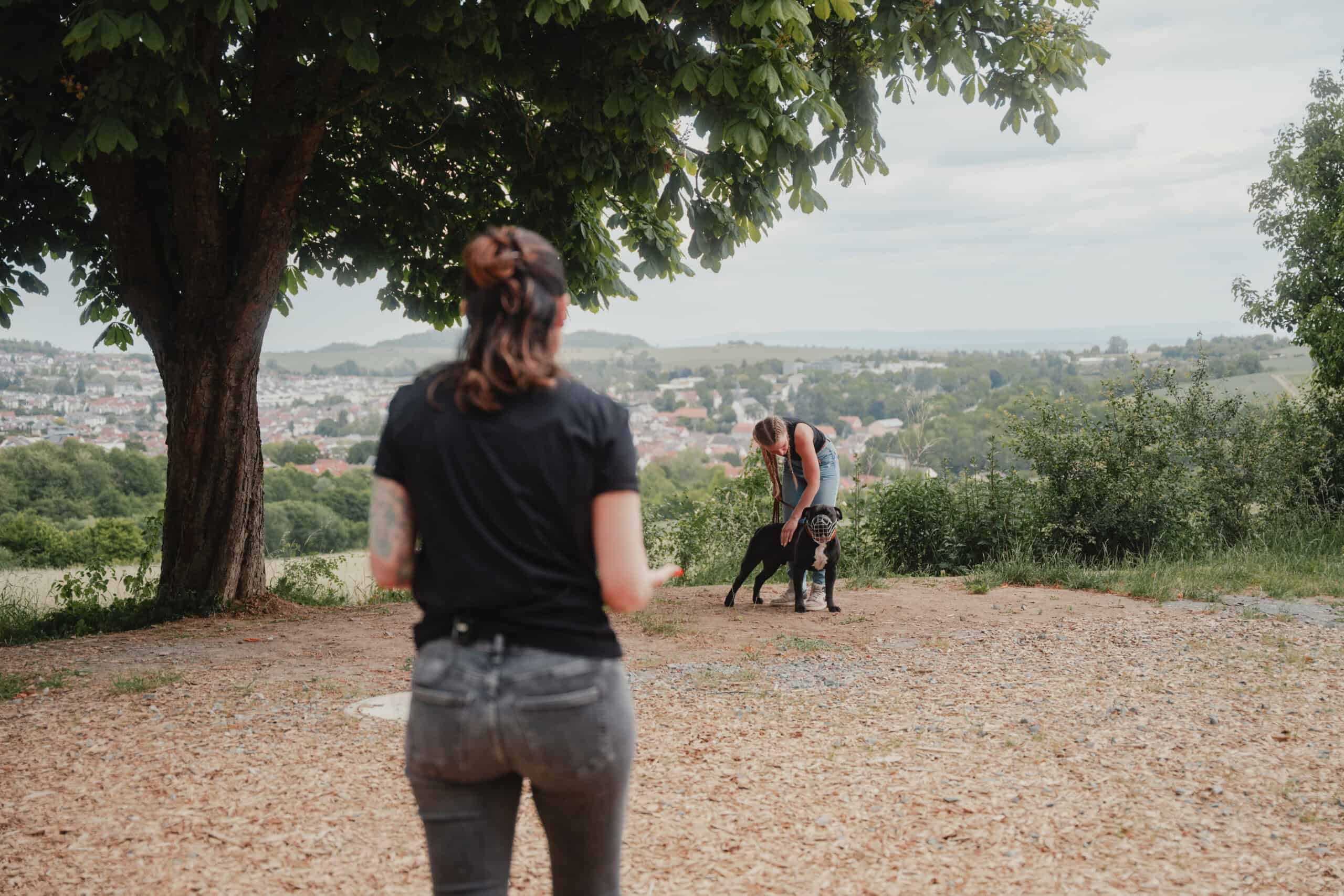 Aktuelles 3 Problemhundezentrum