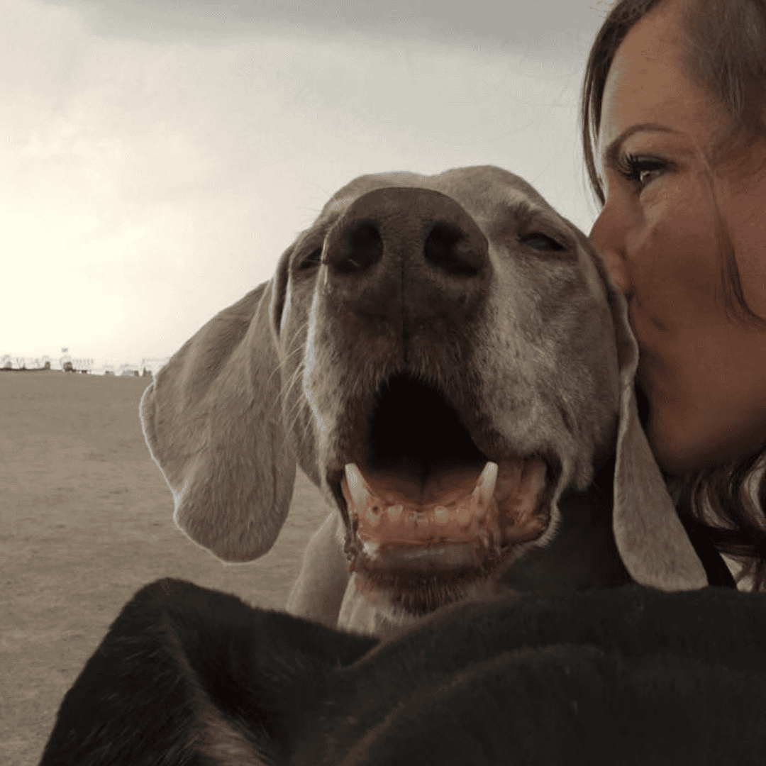 Über uns 4 Hund zu einem entspannten Begleiter zu entwickeln