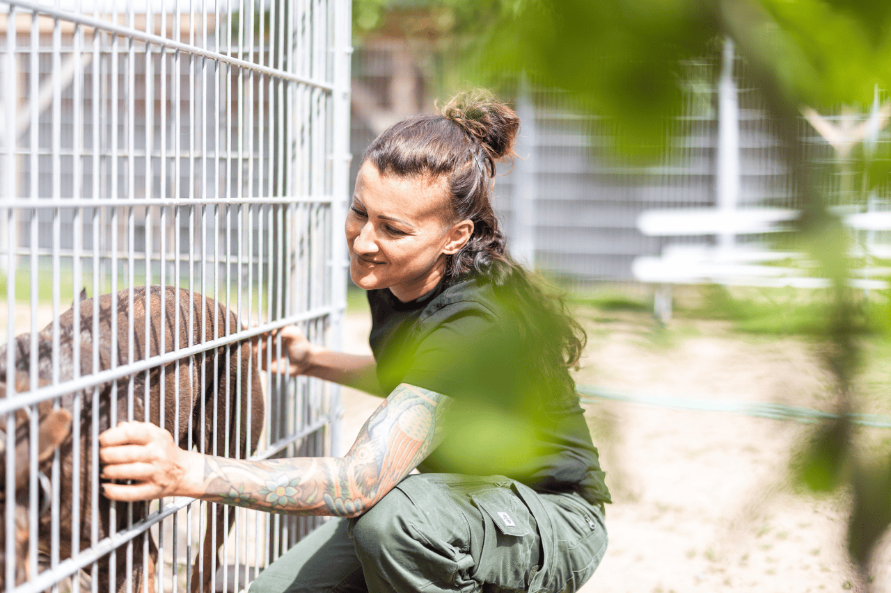 Leistungen 5 Problemhundezentrum