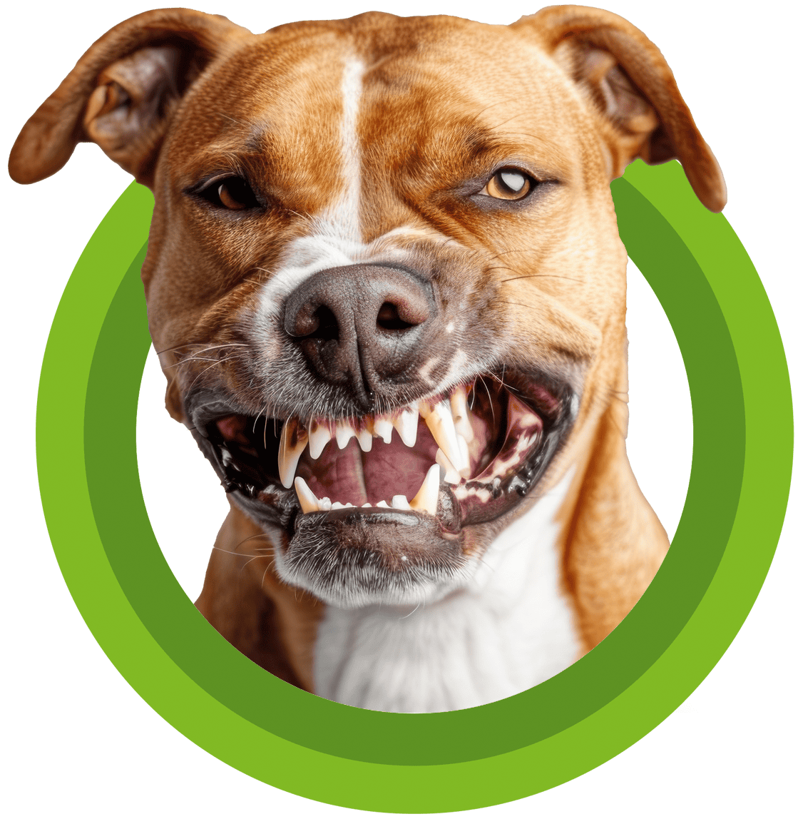 Problematische Hunde