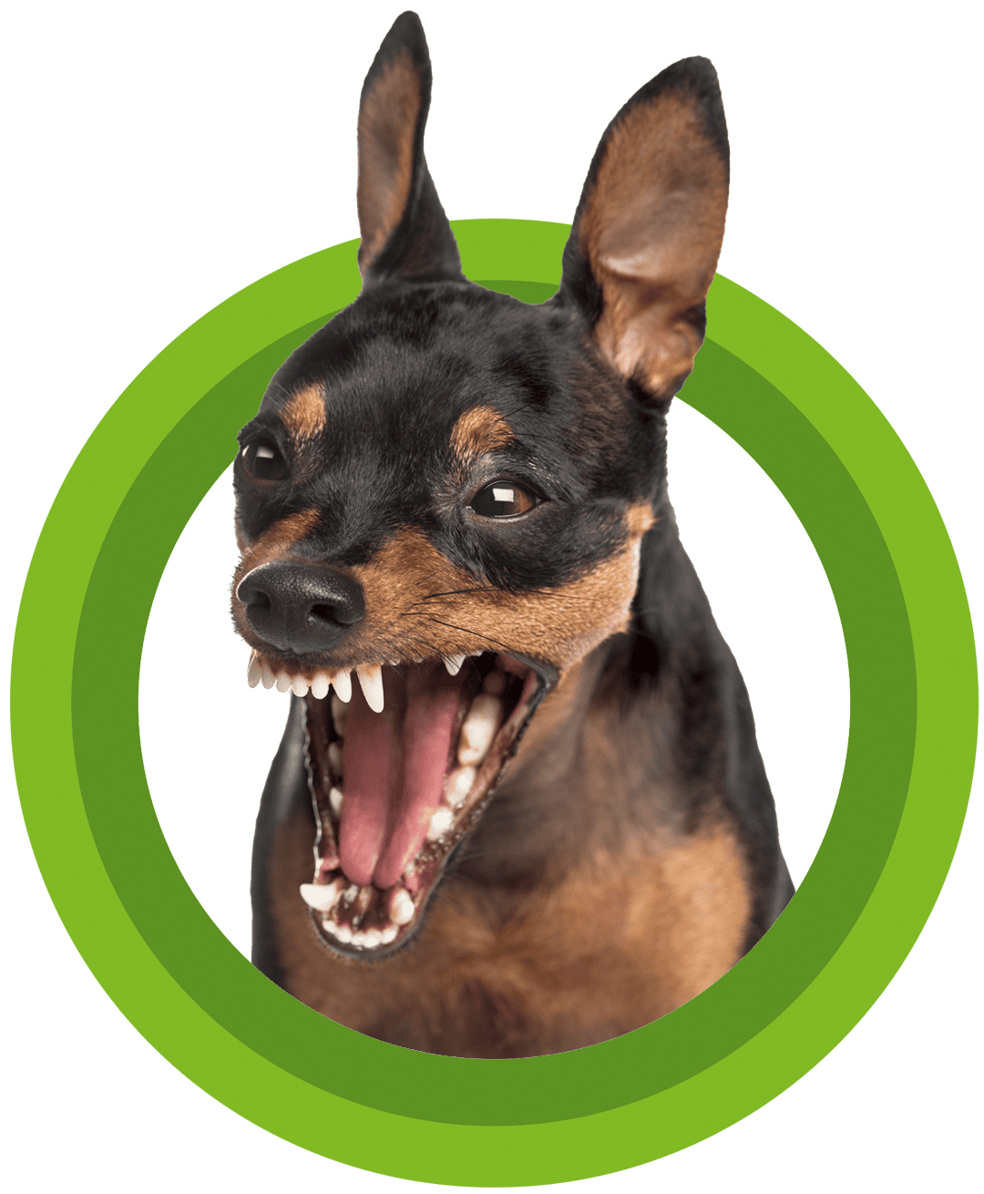 Leistungen 8 Sonee Dosoruth Hundetrainer